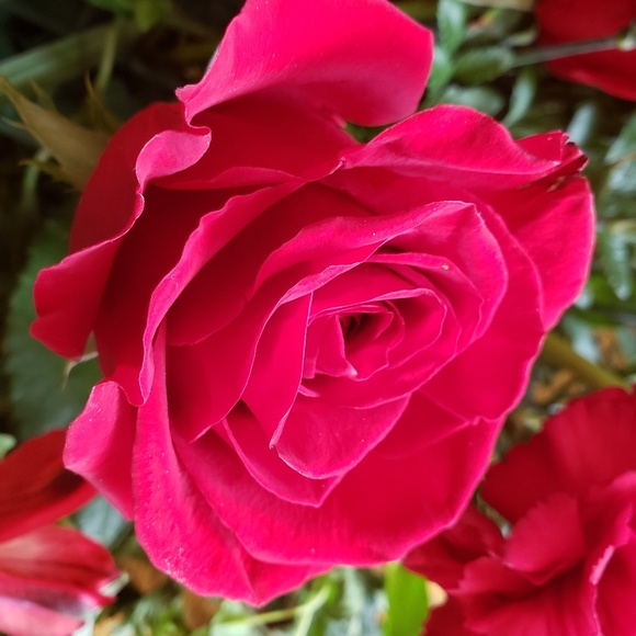 Meet your Posher, Jenelle - Picture 1 of 1